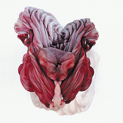 Plastische Häutungen